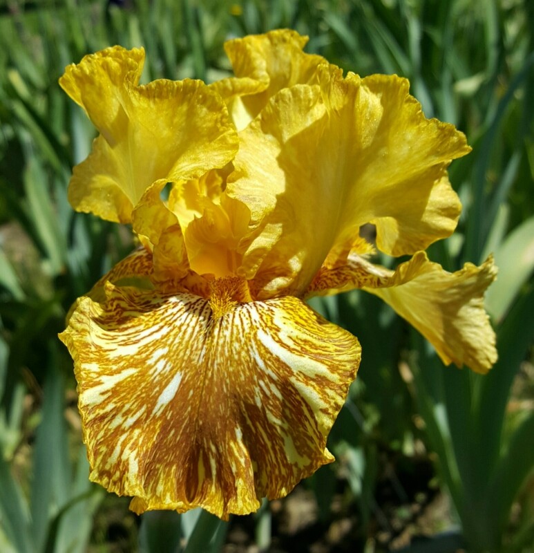 TIGER HONEY