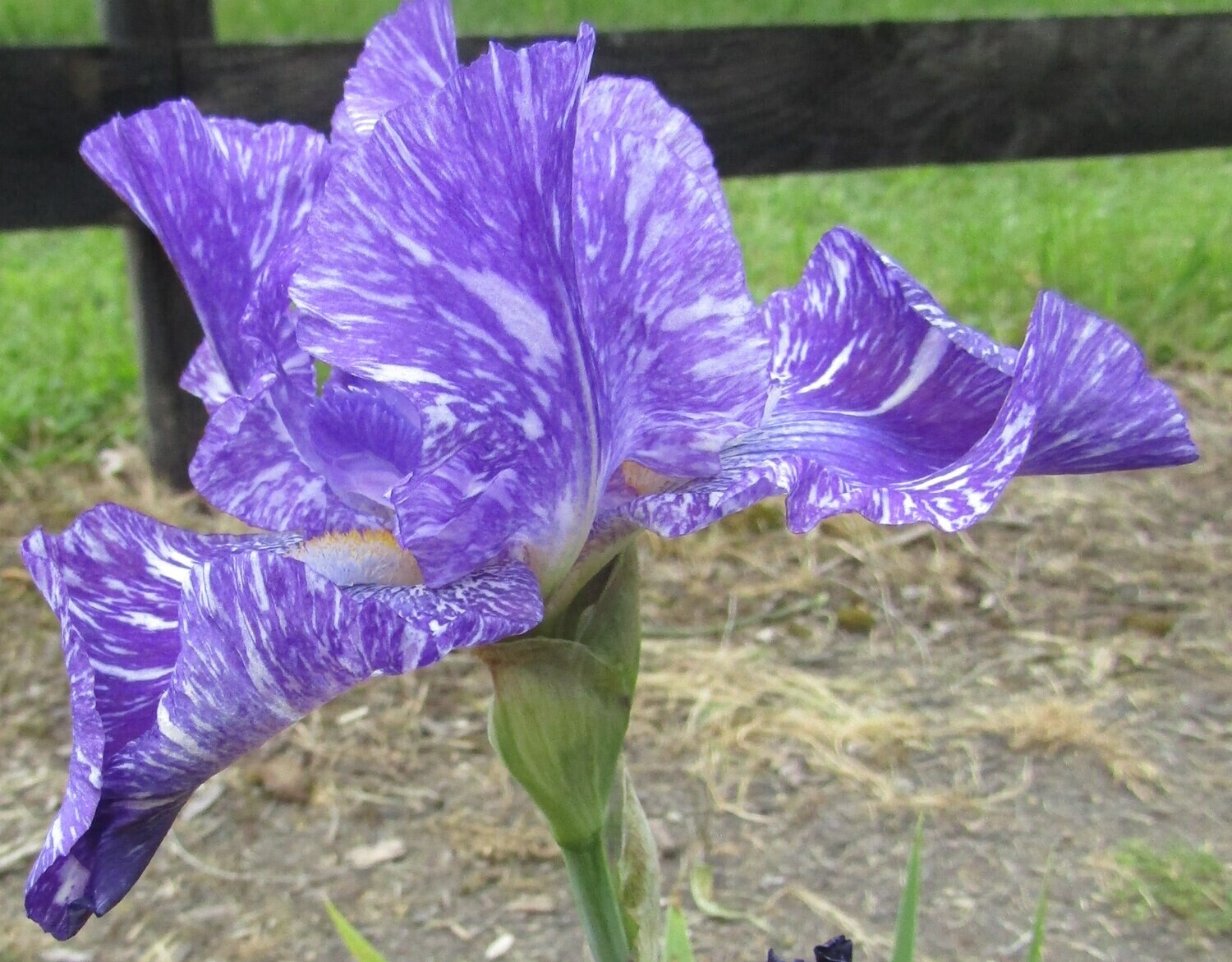 PURPLE STREAKER