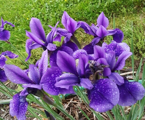 Siberian Iris Teal Velvet