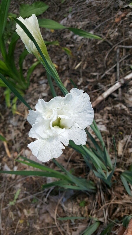 Siberian Iris Cold Frosty Morning