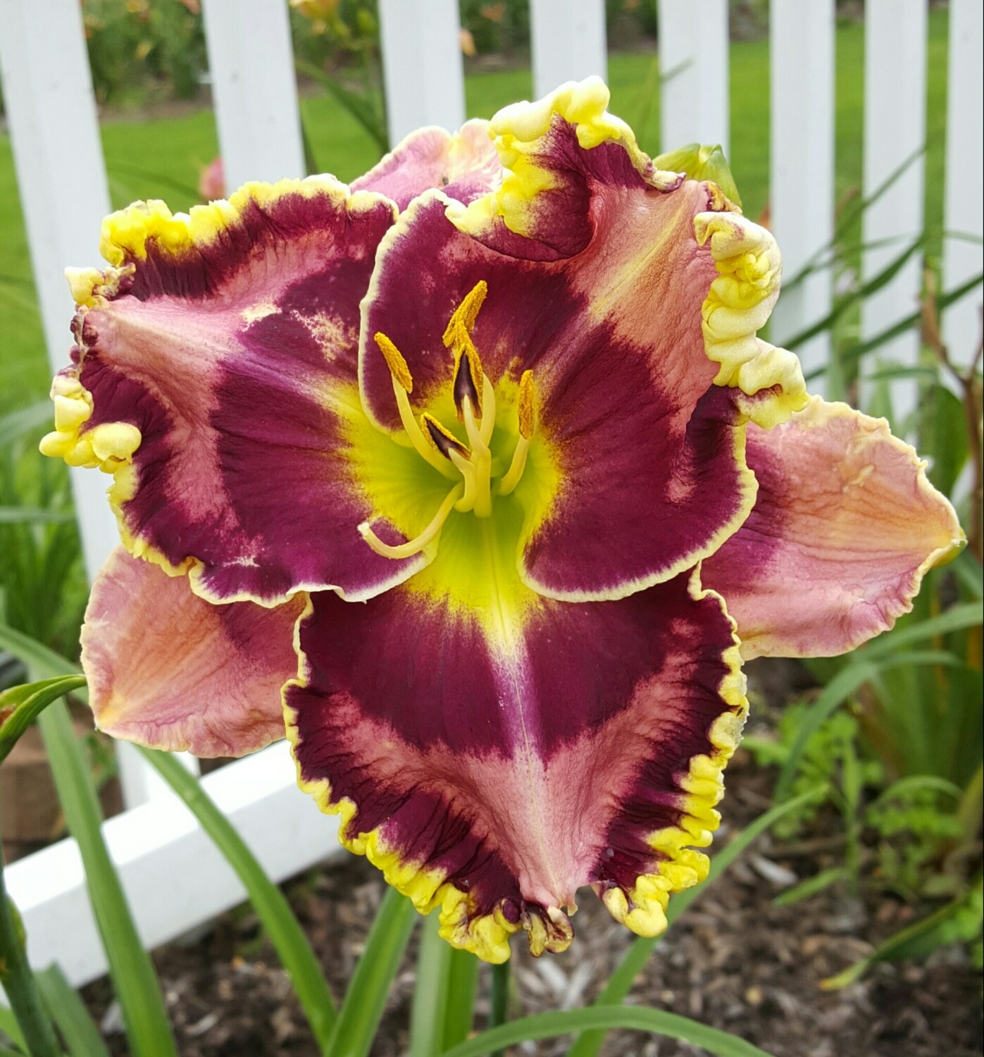 DUELING COLORS