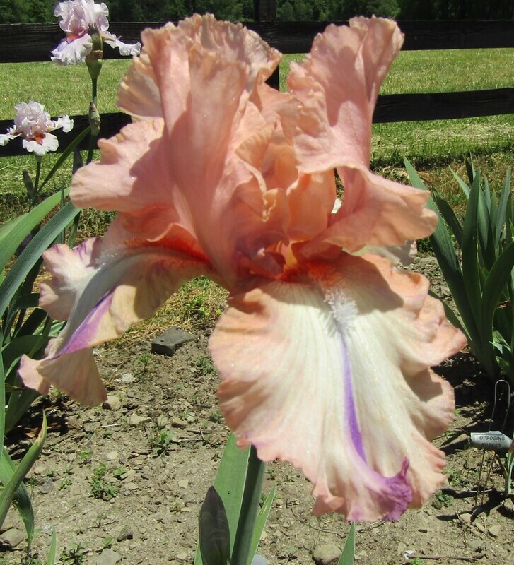 PIED PEACH