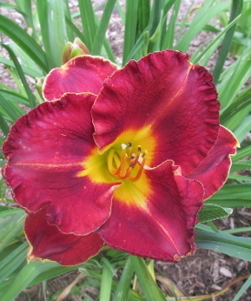 Mississippi Red Bed Beauty