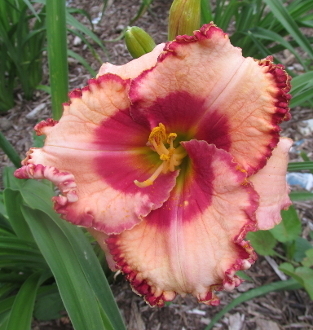 Nicole&#39;s Flame On