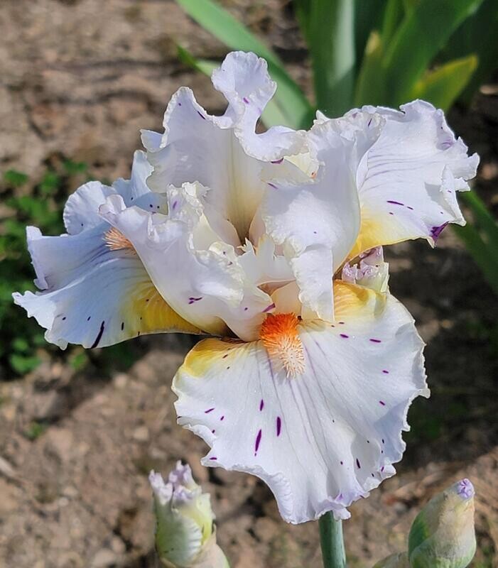 DON&#39;T DOUBT DALTON