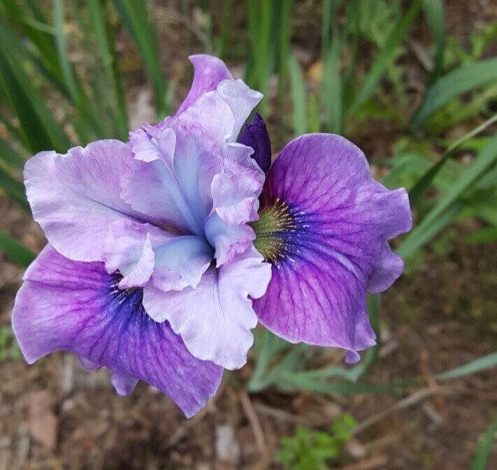 FISHERMAN&#39;S FANCY SIBERIAN IRIS