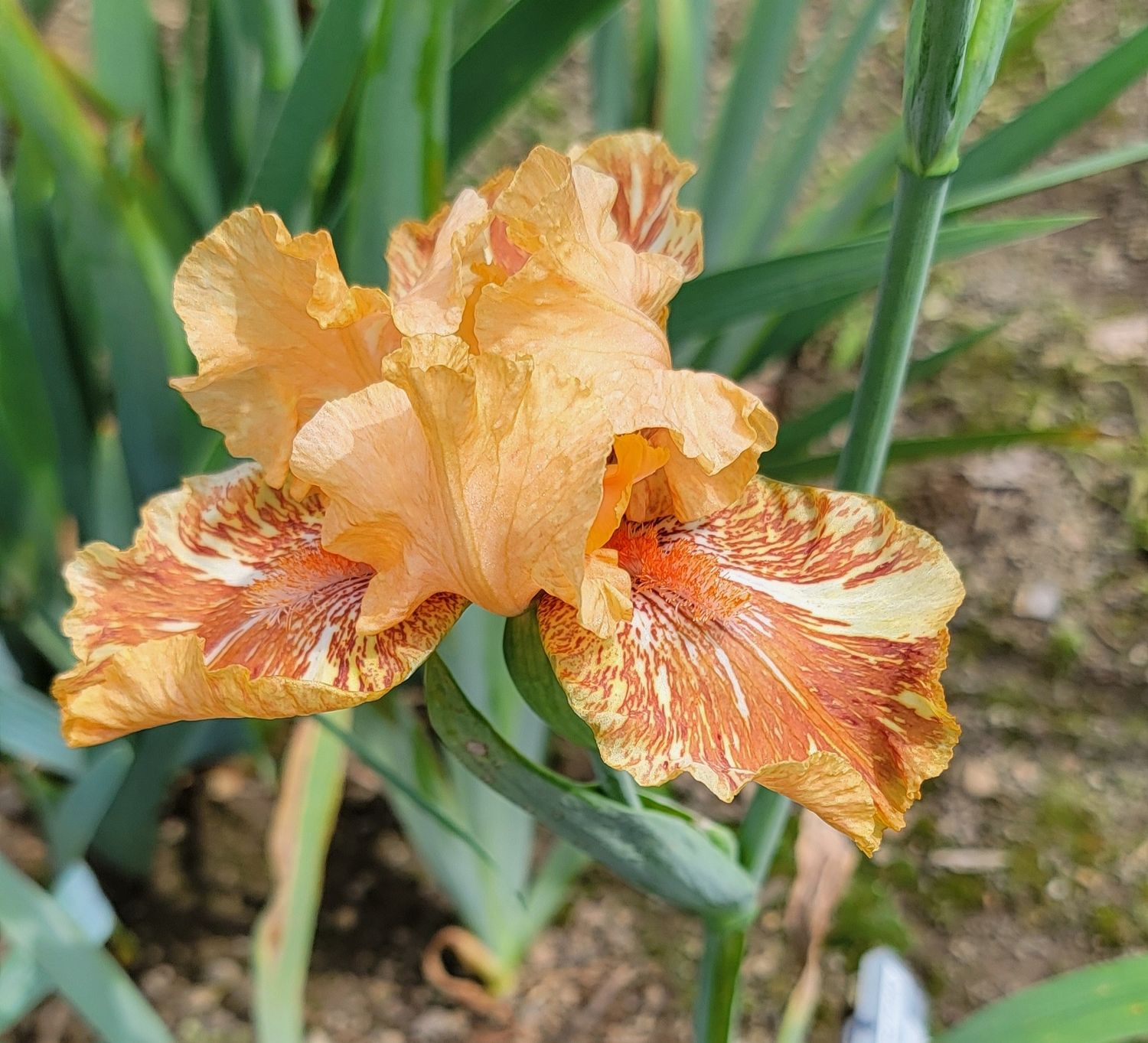 ORANGUTAN ORANGE