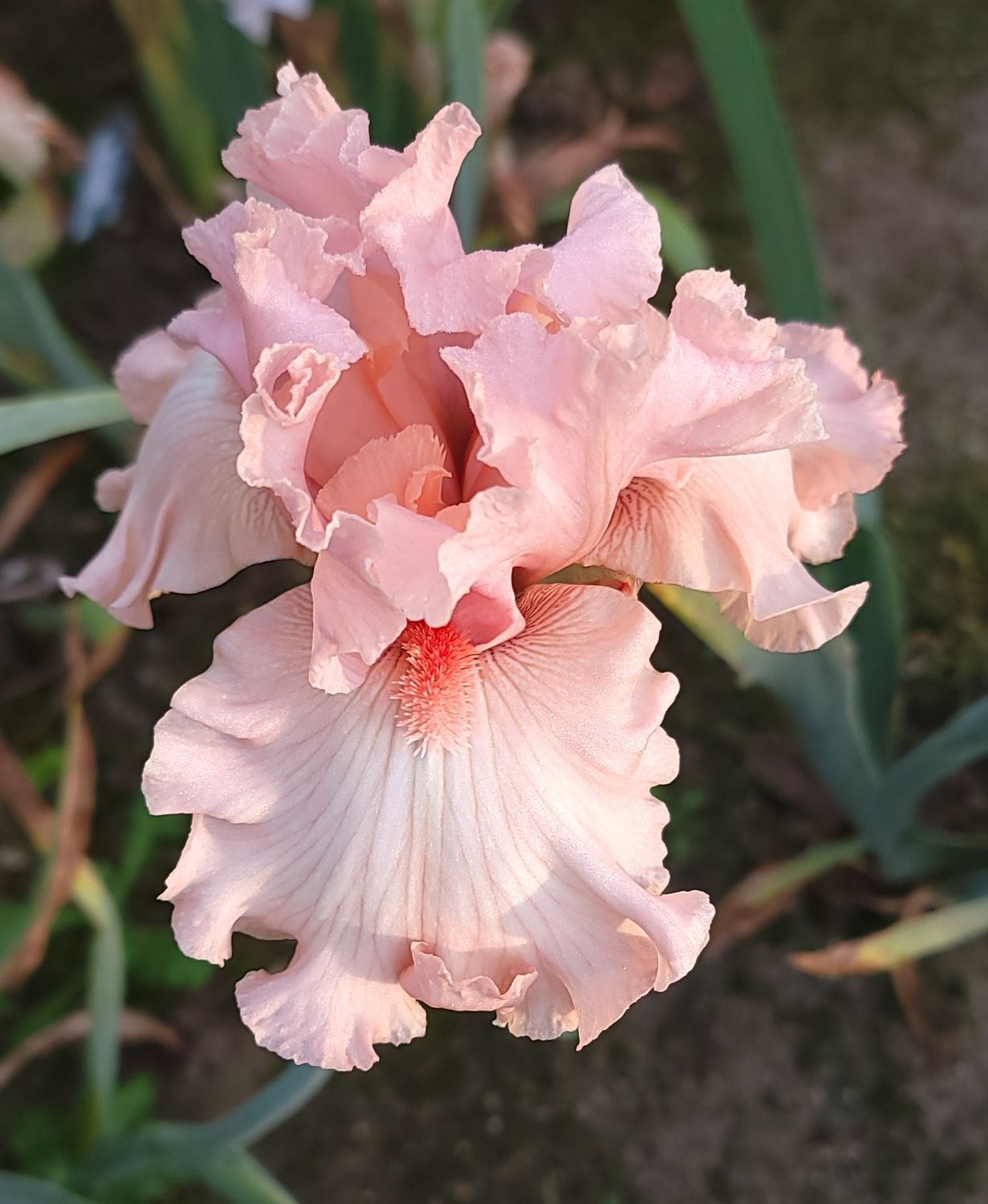 FANTASY IN PINK