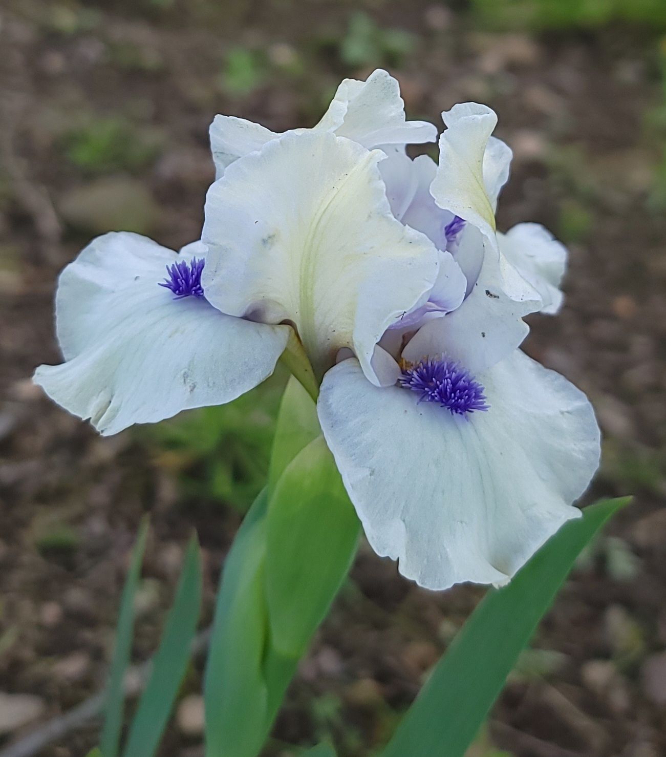 BLUEBEARD&#39;S GHOST
