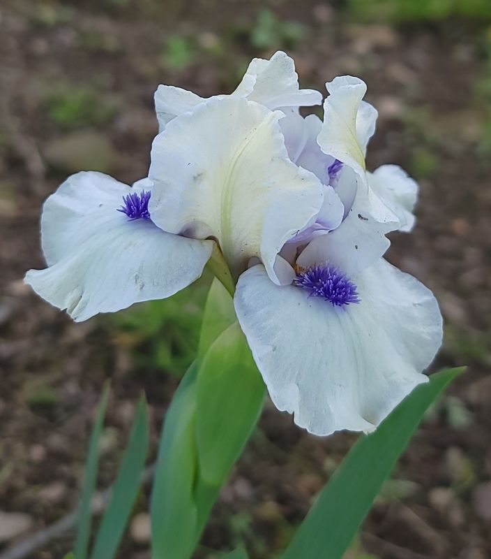 BLUEBEARD'S GHOST