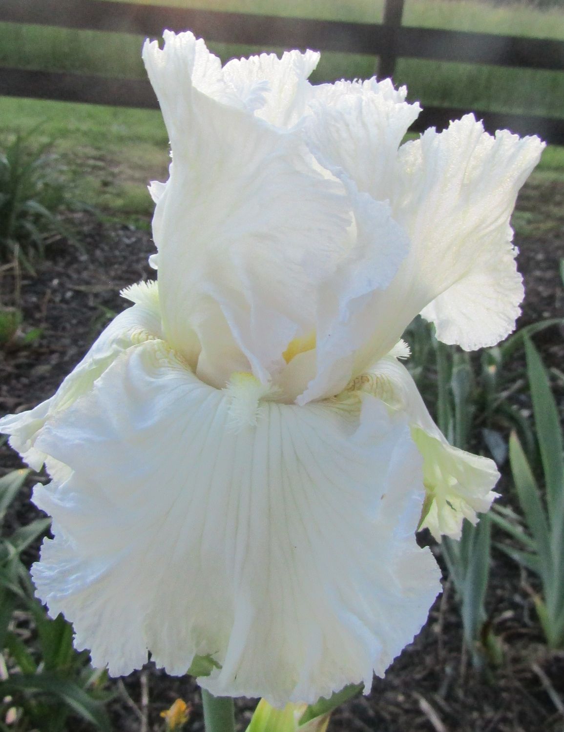 CHANTILLY BRIDE