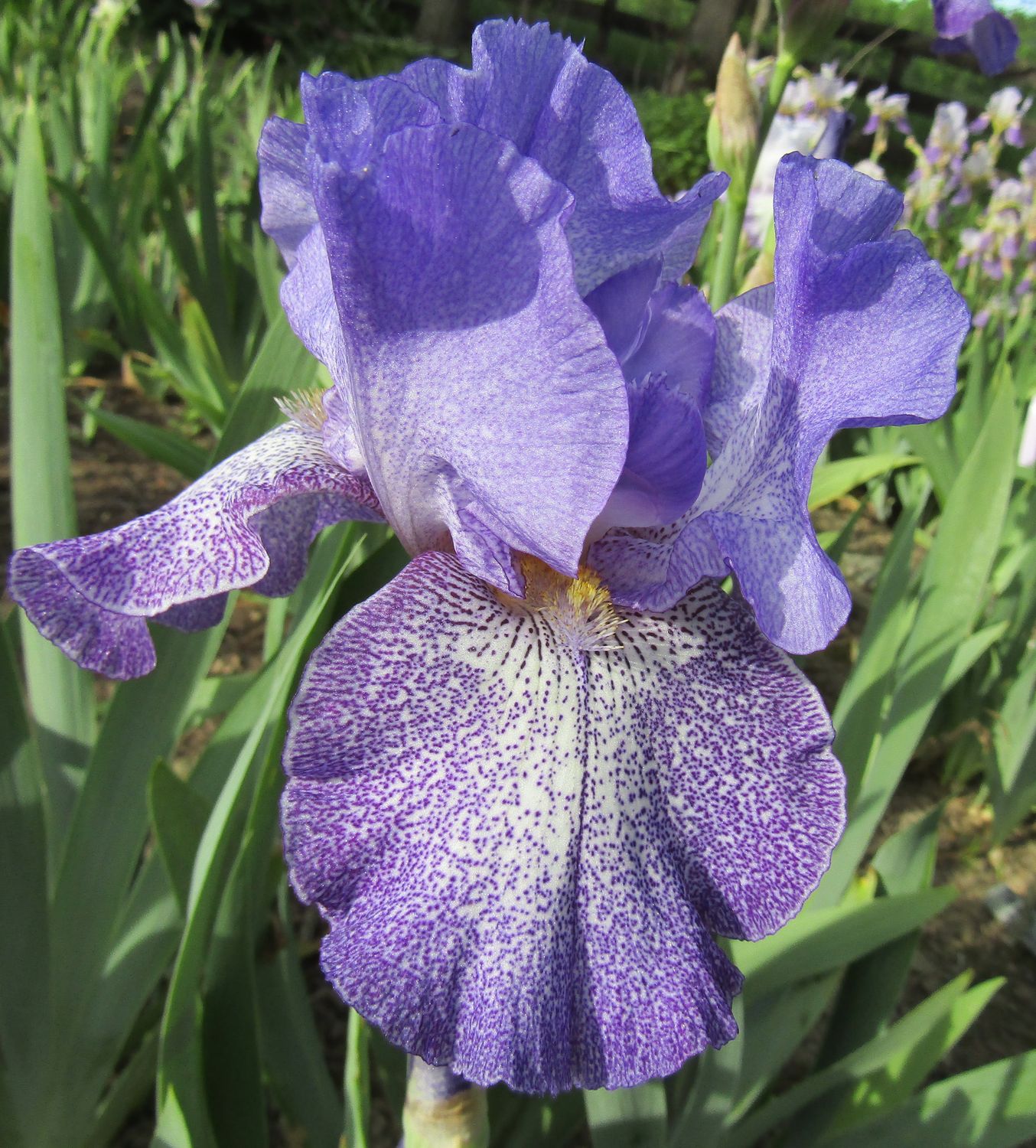 Purple Pepper