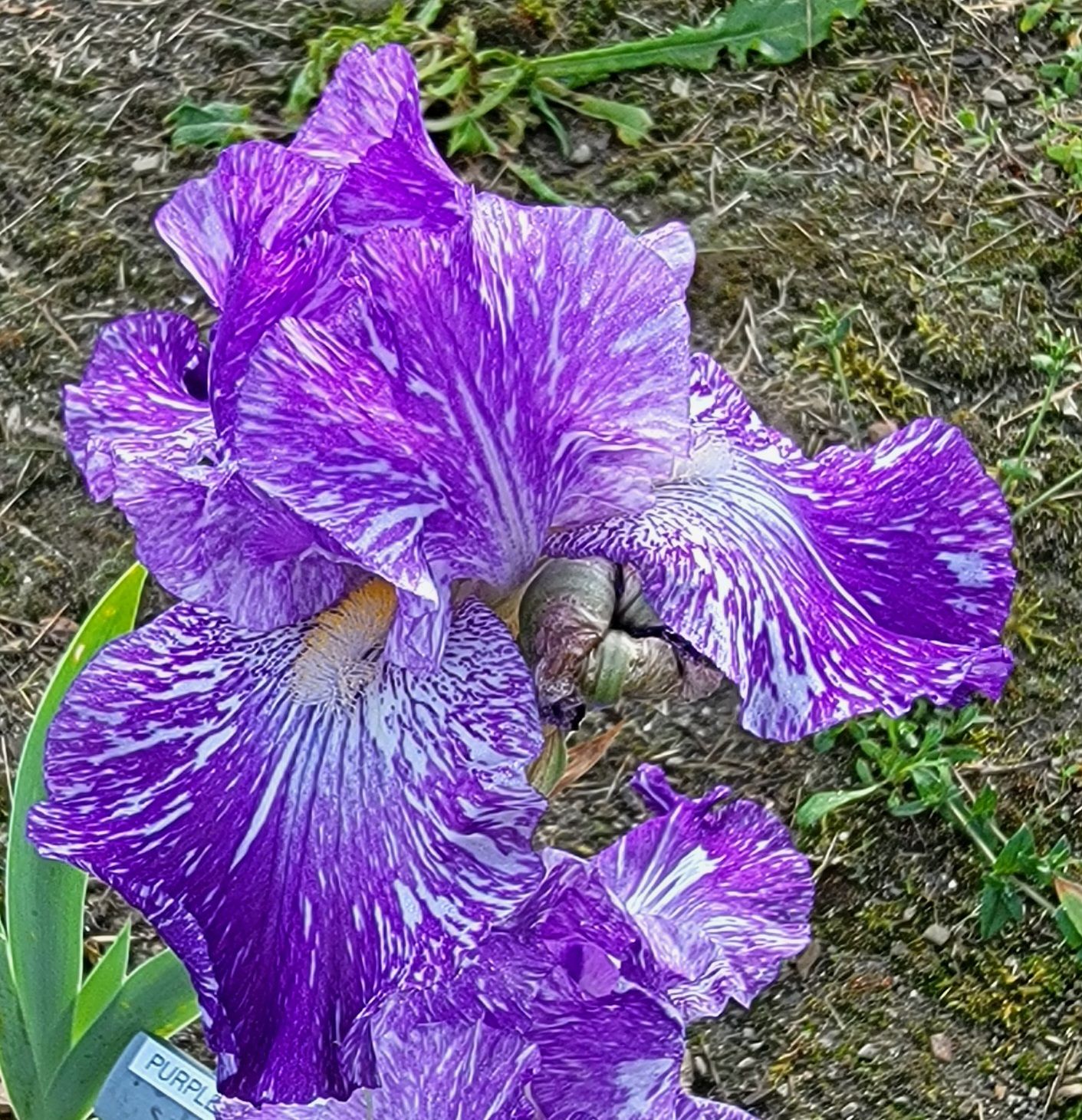 PURPLE STREAKER
