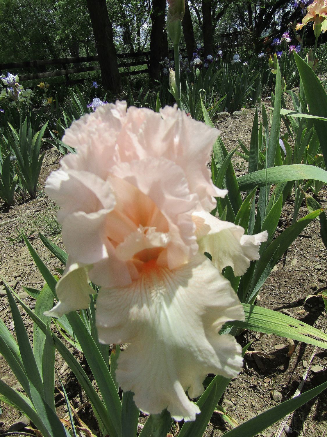 ANGEL CHIFFON