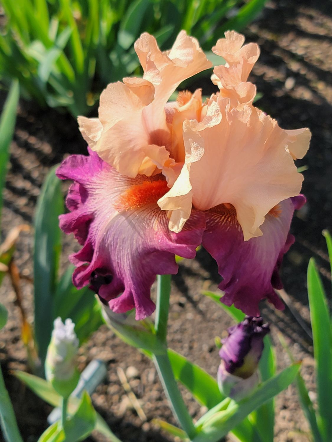 BOUNDLESS BEAUTY