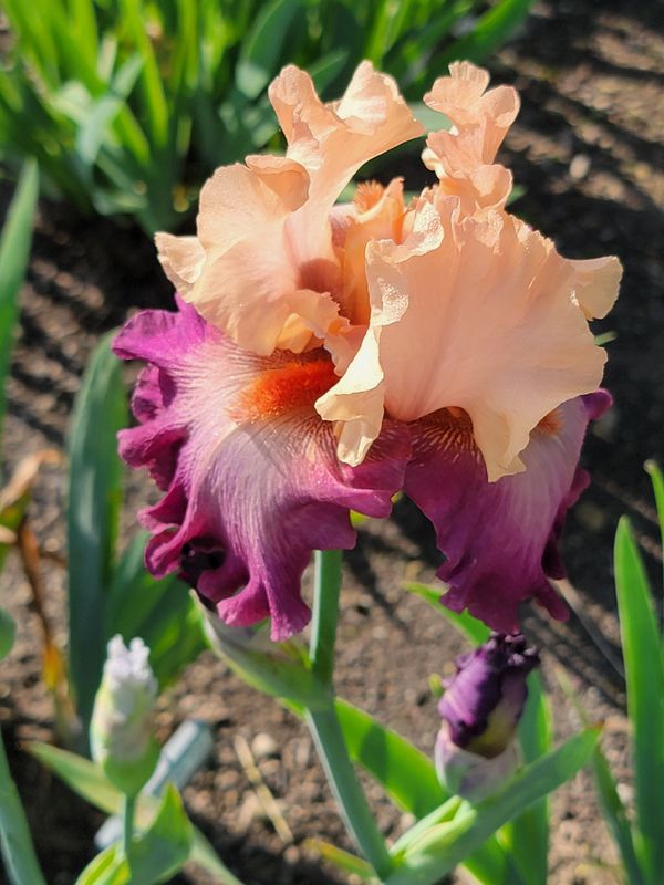 BOUNDLESS BEAUTY