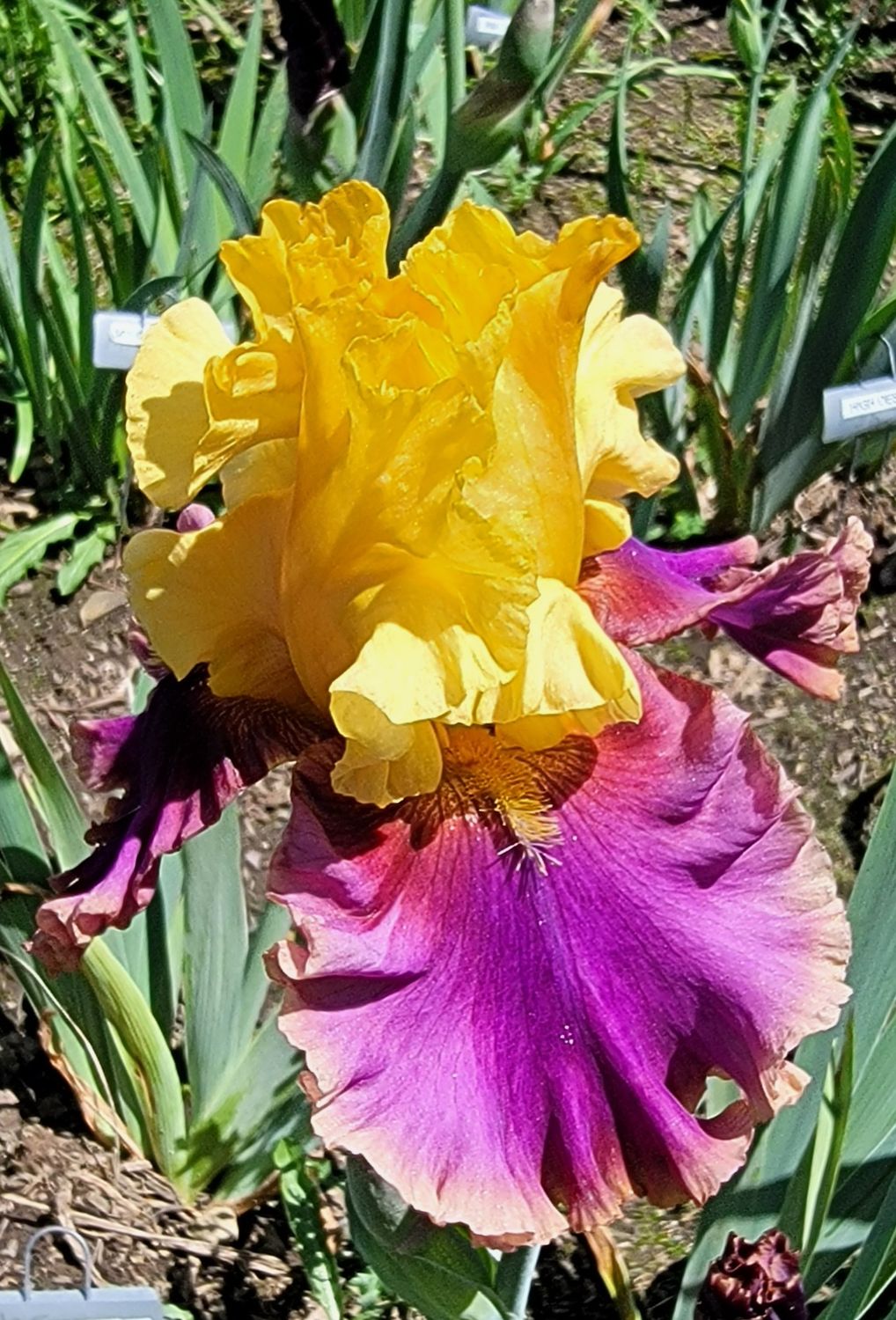 COLOR FLING