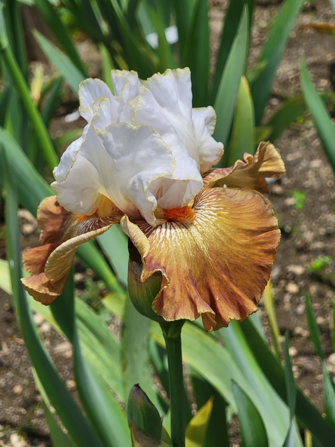 COPPER ANGEL