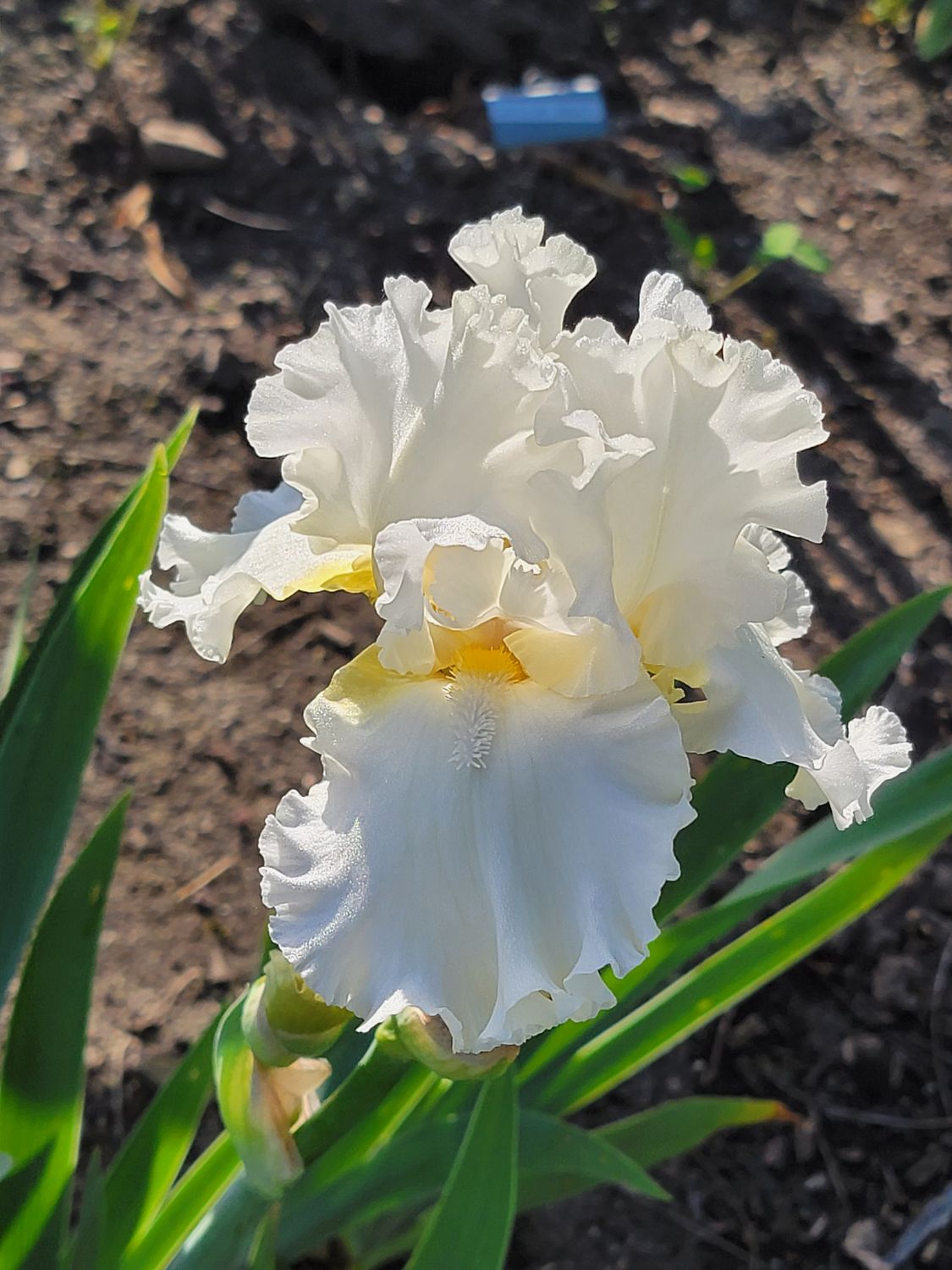 DEVONSHIRE CREAM