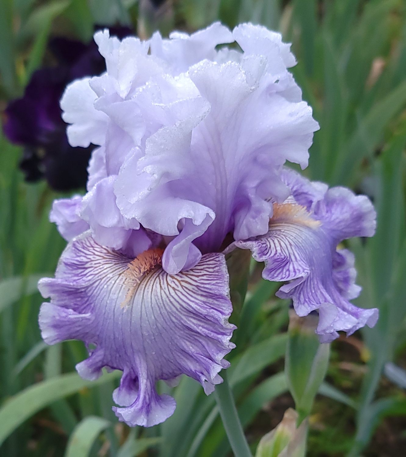 LAVENDER BREEZE