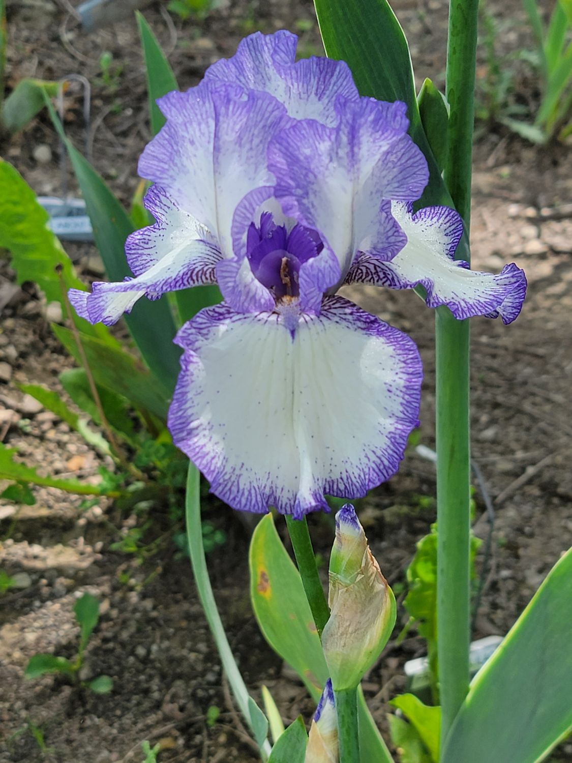Violet Lace
