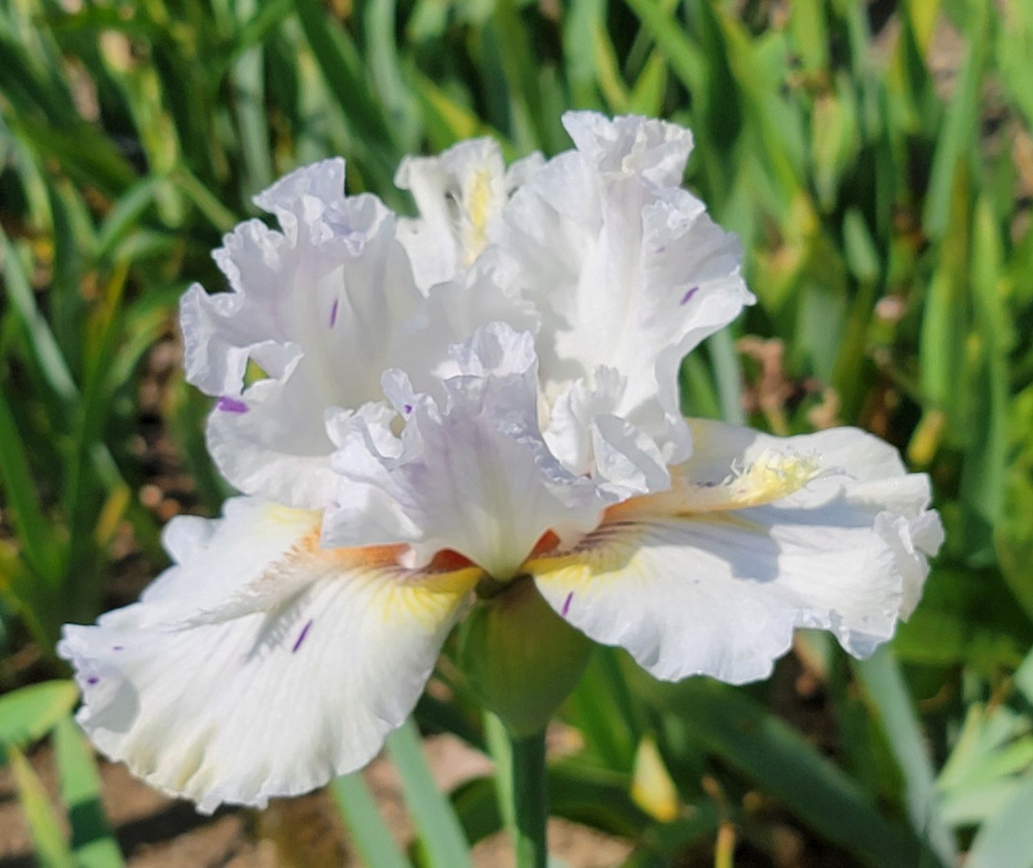 SPRING STARTER