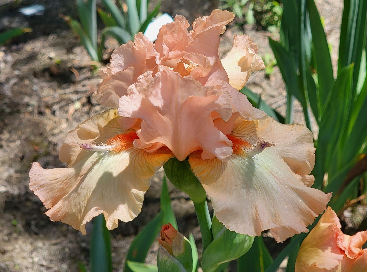 HIGH KICKING ROCKETTES