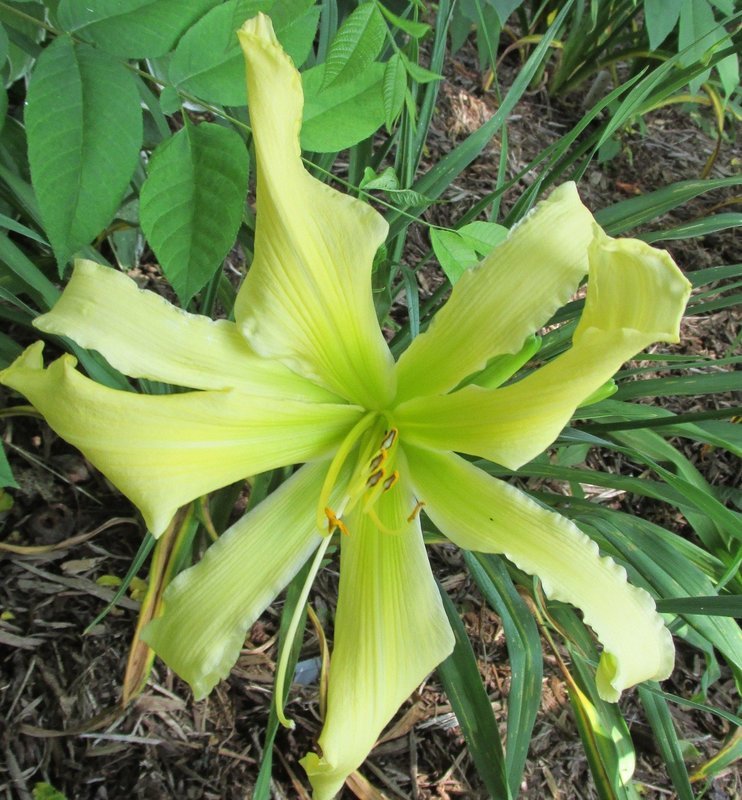 A Green Desire