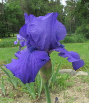 Blue Lustre
