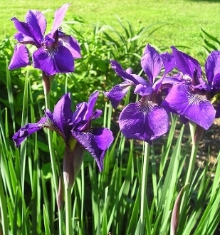 Siberian Iris Purple