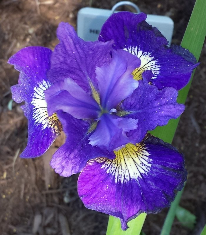 SIBERIAN IRIS OVER IN GLORYLAND