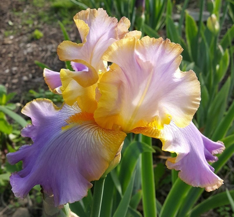 ALL ABOUT SPRING