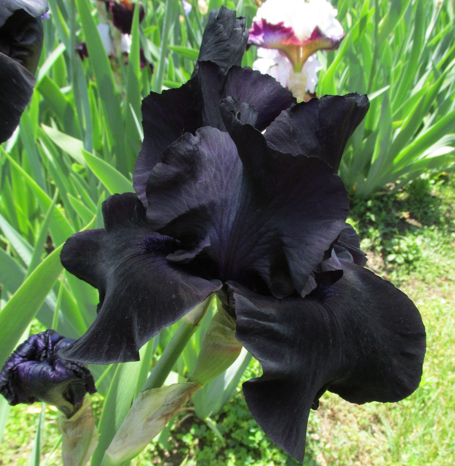 Black Suited