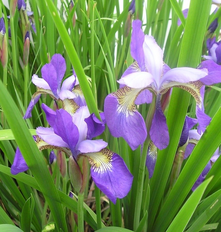 LAVENDER &amp; PURPLE SIBERIAN IRIS