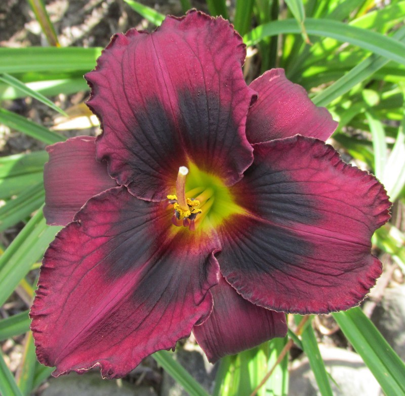 BUDDY&#39;S BLACKJACK