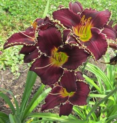 Daylily BUDDY'S VICTORIA JADE
