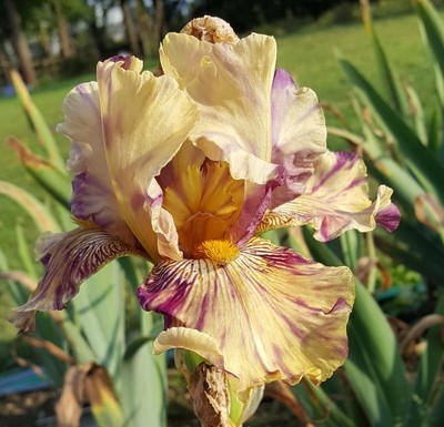 Broken Color Irises