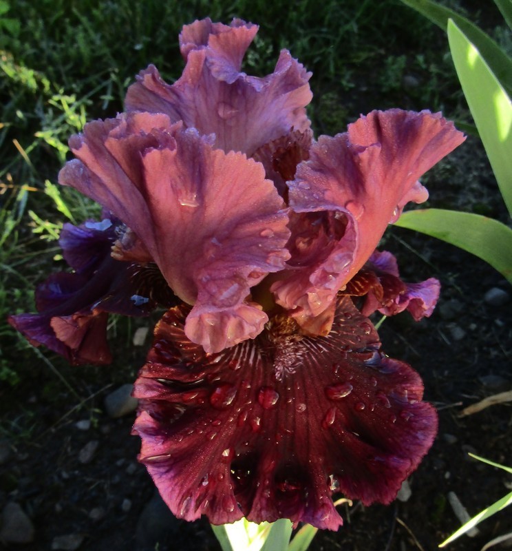 Daylily and Iris Obsession