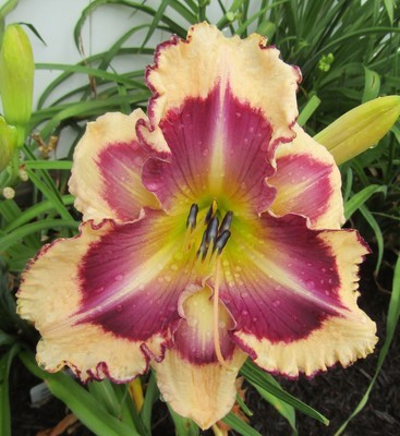 Daylilies