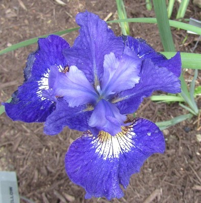 Siberian Irises