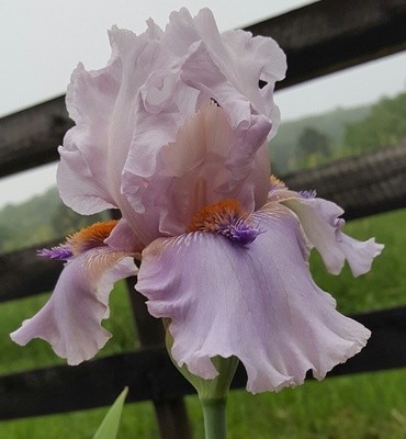 Tall Bearded Irises