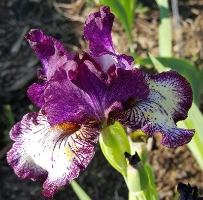 Intermediate Bearded Iris