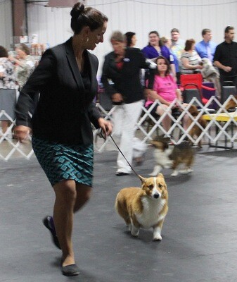 All-Breed Dog Show