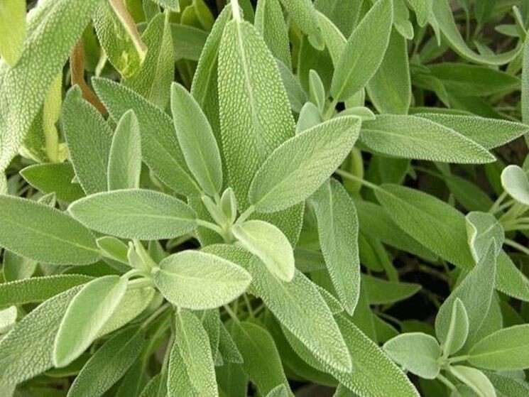 Salvia (Foglia piccola)