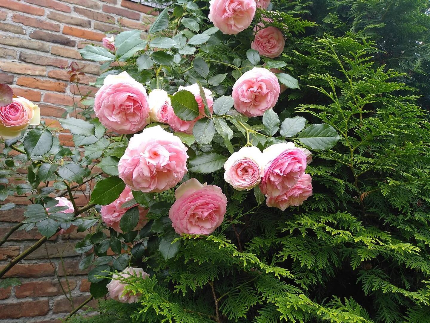 Rosa rampicante della Meilland