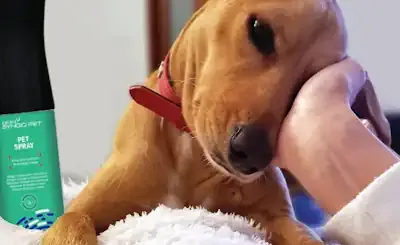 Pet care