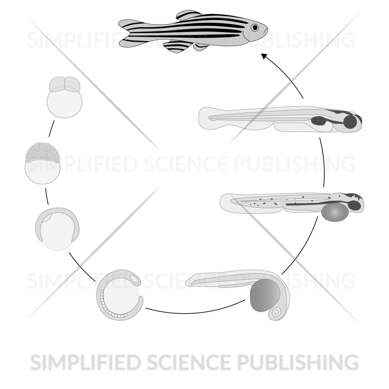 Zebrafish Drawings Animal Model Vector Images for Download