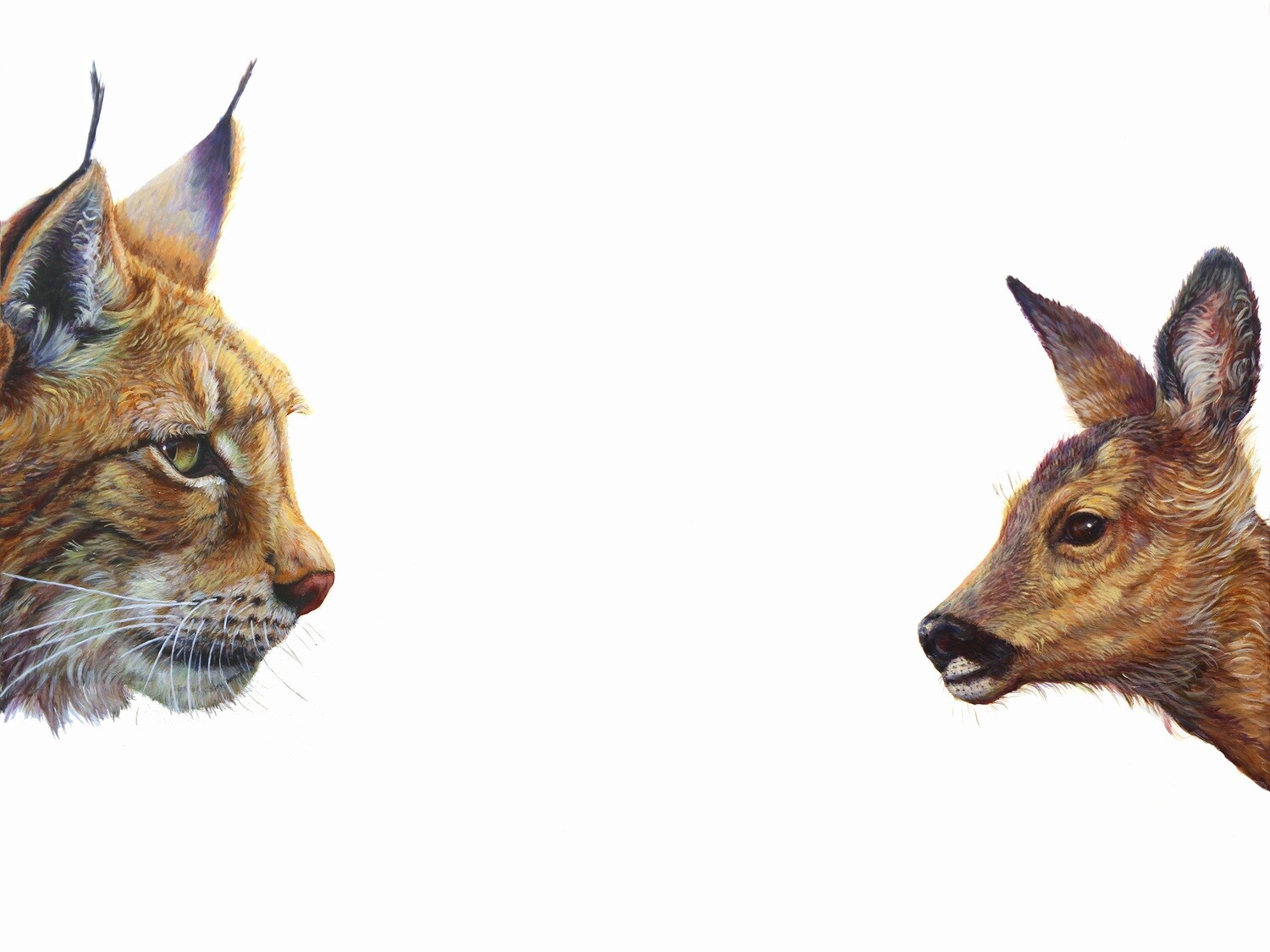 Top Predator - Lynx &amp; Deer