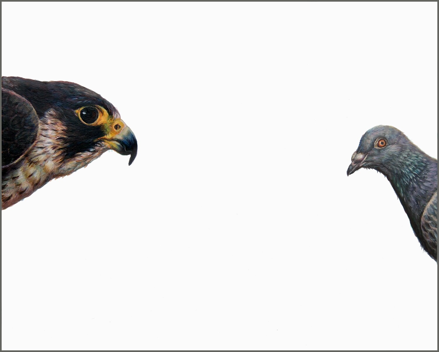 Top Predator - Falcon &amp; Pigeon PRINT