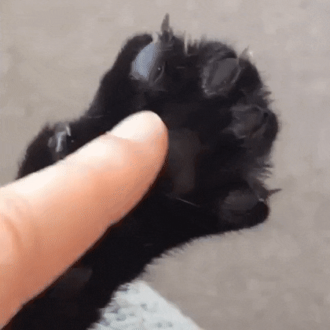 Cat&#39;s paw